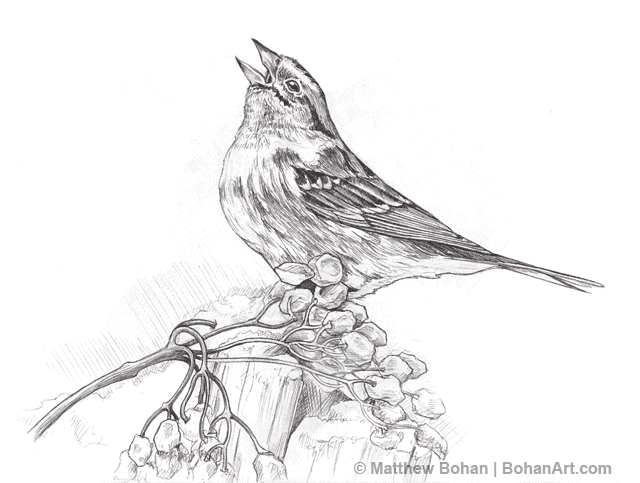 bird nest pencil drawing