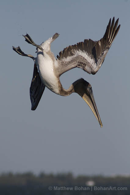 Brown Pelican Pencil Sketch P31 – Bohan Art