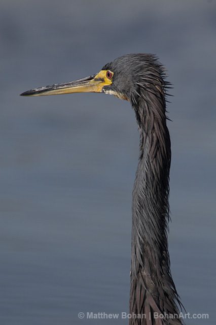 Tricolor Heron Pencil Sketch p33 – Bohan Art