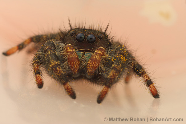 Backyard Jumping Spider Photos – Bohan Art