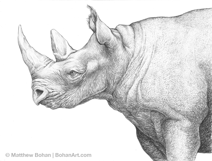 White Rhinoceros Pencil Sketch – Bohan Art