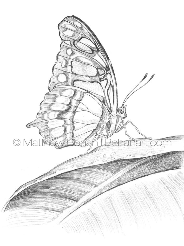 Malachite Butterfly Pencil Sketch p90 – Bohan Art