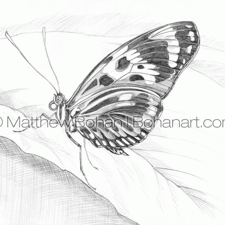 Malachite Butterfly Pencil Sketch p90 – Bohan Art