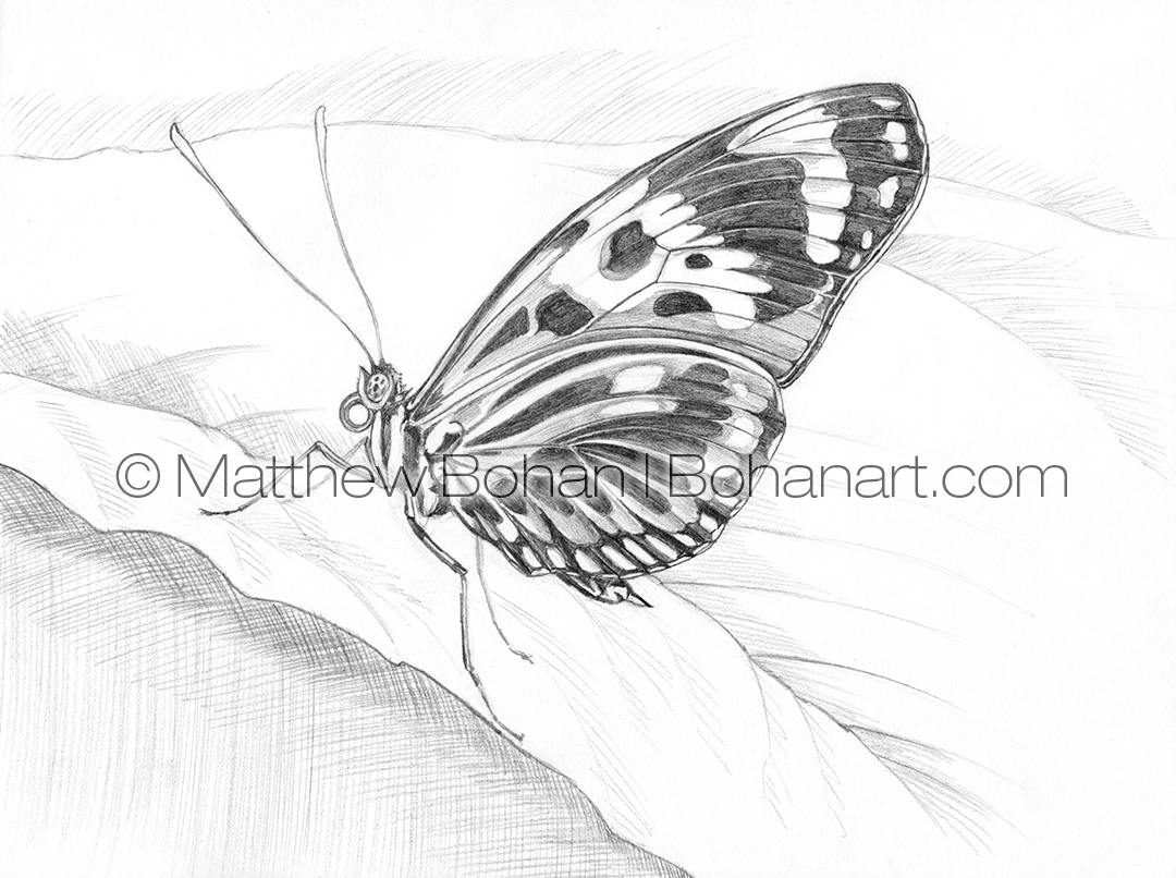 Butterfly Pencil Drawing